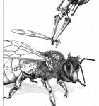 The Apple Bee